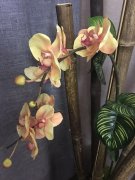 芙蓉湾洗浴中心怎么样啊电话多少